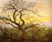 Tree with crows